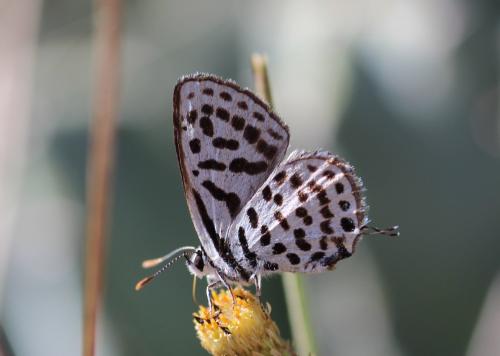 Tarucus theophrastus